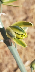 Albuca glauca