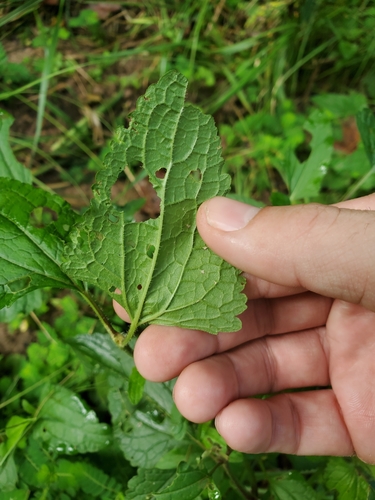 Conoclinium coelestinum