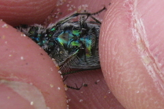 Cicindela bellissima