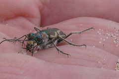 Cicindela bellissima