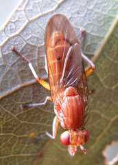 Tetanocera arrogans