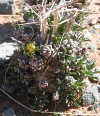 Euphorbia melanohydrata