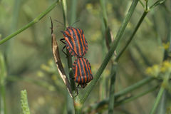 Graphosoma italicum italicum