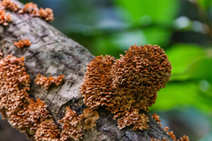 Xylobolus spectabilis