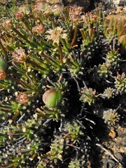Euphorbia pentops