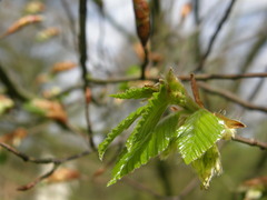 Fagus lucida