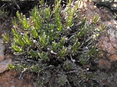 Euphorbia pentops