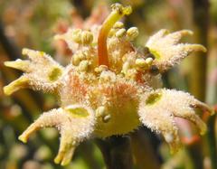 Euphorbia pentops