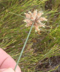 Hellmuthia membranacea