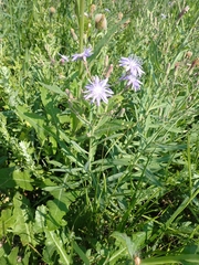 Lactuca pulchella