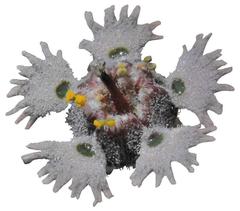 Euphorbia pentops
