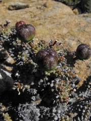 Euphorbia pentops