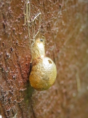 Mimocalla gigantea
