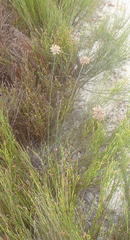 Hellmuthia membranacea