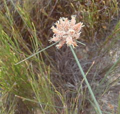 Hellmuthia membranacea