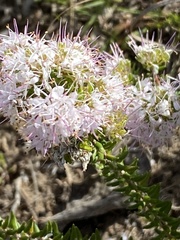 Agathosma cerefolium