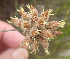 Hellmuthia membranacea