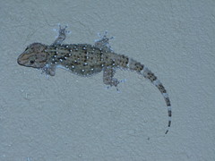 Chondrodactylus bibronii