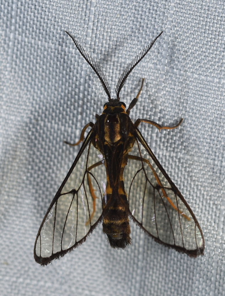 Diptilon halterata