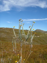 Schistostephium umbellatum