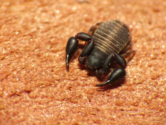 Cheliferoidea