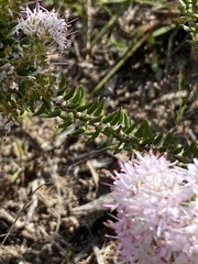 Agathosma cerefolium