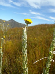 Schistostephium umbellatum