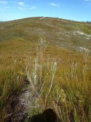 Schistostephium umbellatum