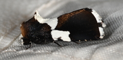 Bryolymnia marginata