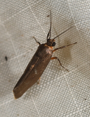Urodidae