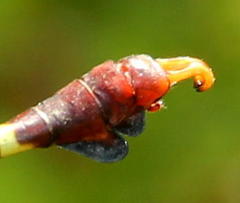 Paragomphus elpidius