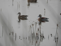 Callonetta leucophrys