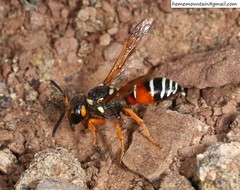 Onychopterocheilus eckloni