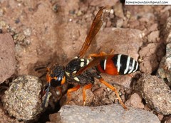 Onychopterocheilus eckloni