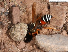 Onychopterocheilus eckloni