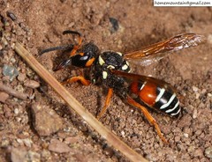 Onychopterocheilus eckloni