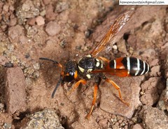 Onychopterocheilus eckloni