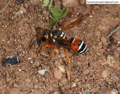 Onychopterocheilus eckloni