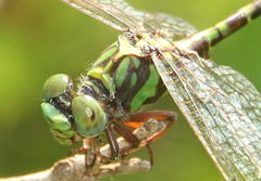 Paragomphus elpidius