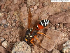 Onychopterocheilus eckloni