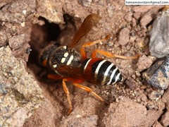 Onychopterocheilus eckloni