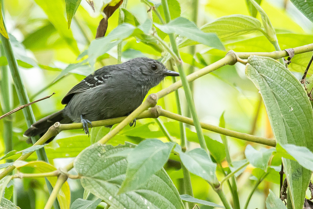 Rio de Janeiro Antbird