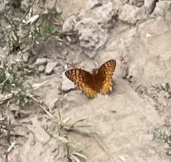 Speyeria hesperis ratonensis