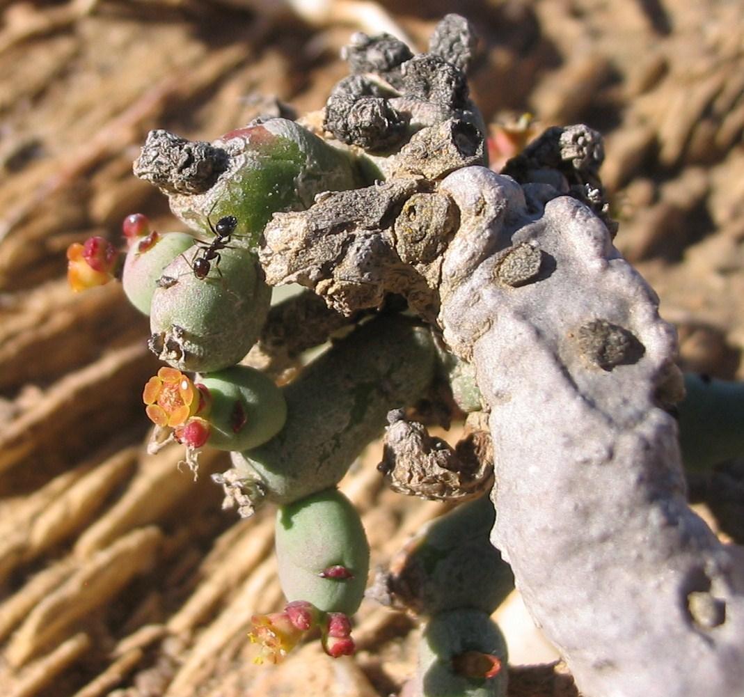 Euphorbia stapelioides