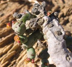 Euphorbia stapelioides