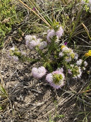 Agathosma cerefolium