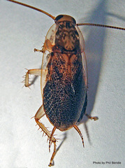 Parellipsidion latipenne