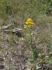 Solidago rigida humilis