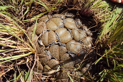 Lithops lesliei lesliei