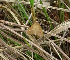 Diastictis